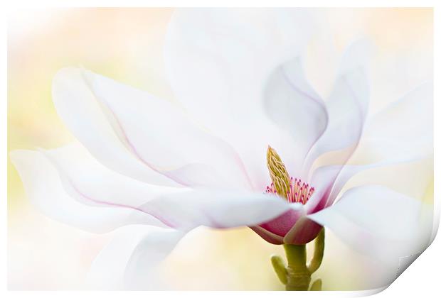 Magnolia Flower Print by Jacky Parker