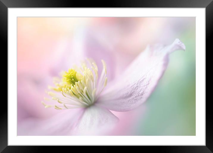 Clematis 'Mayleen' Framed Mounted Print by Jacky Parker