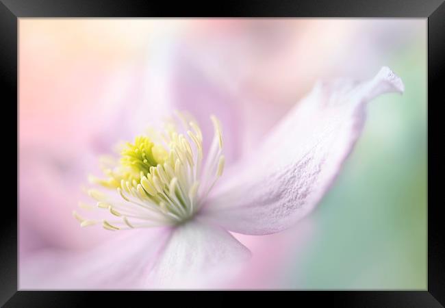Clematis 'Mayleen' Framed Print by Jacky Parker