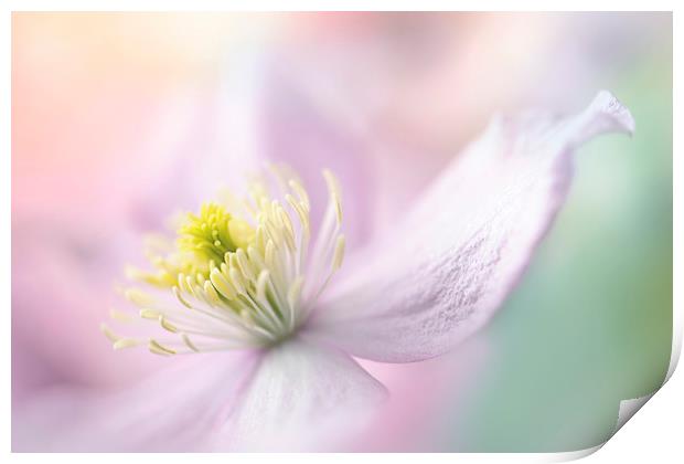 Clematis 'Mayleen' Print by Jacky Parker