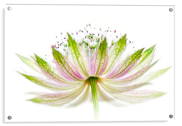 Astrantia Flower Acrylic by Jacky Parker