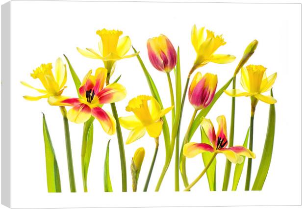 Spring Flora Canvas Print by Jacky Parker