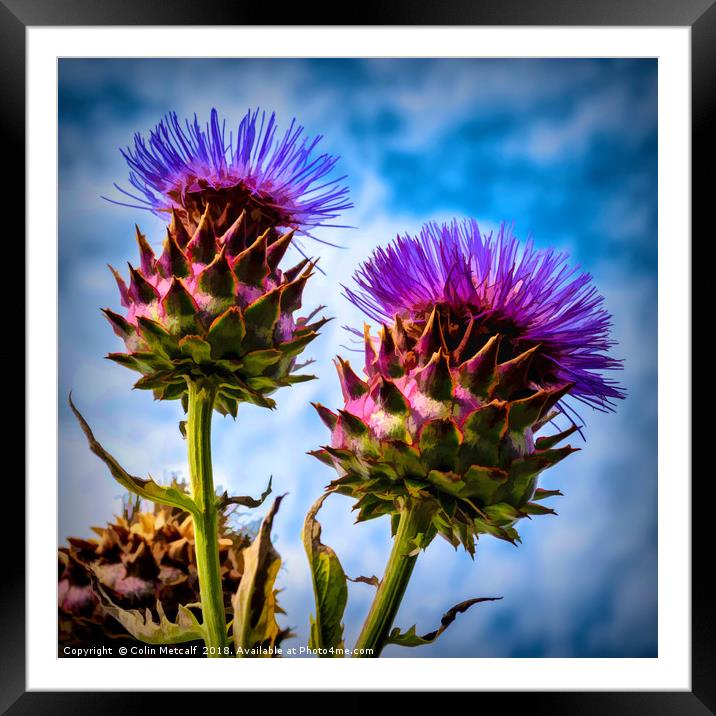 Cardoon Framed Mounted Print by Colin Metcalf