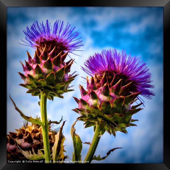 Cardoon Framed Print by Colin Metcalf