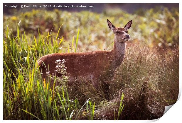 Young Deer sheltering from the sun Print by Kevin White