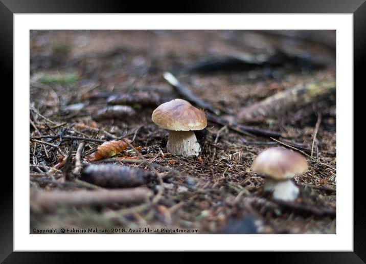 Funghi Porcini Mushrooms Framed Mounted Print by Fabrizio Malisan