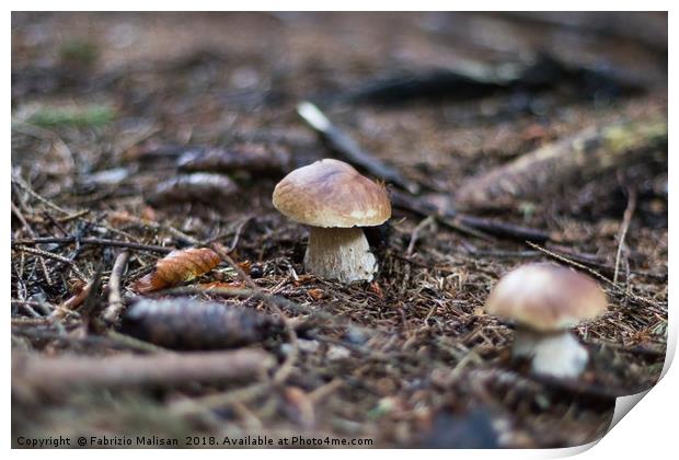 Funghi Porcini Mushrooms Print by Fabrizio Malisan