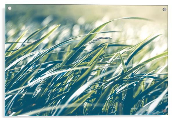 Yellow Iris Leaves In Marshy Land Acrylic by Anne Macdonald