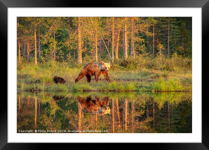 Wild Brown Bears by the Lake Framed Mounted Print by Philip Pound