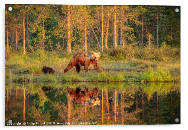 Wild Brown Bears by the Lake Acrylic by Philip Pound