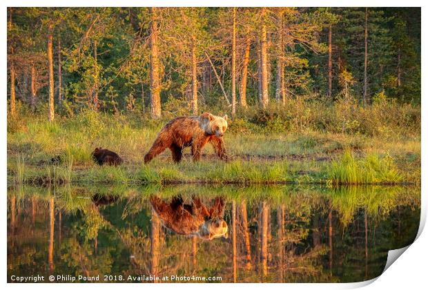 Wild Brown Bears by the Lake Print by Philip Pound
