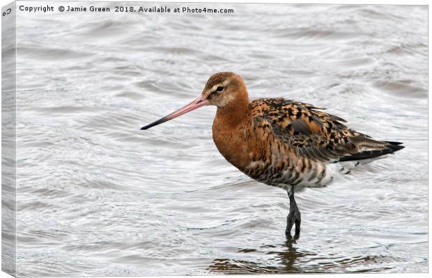 Black-tailed Godwit Canvas Print by Jamie Green