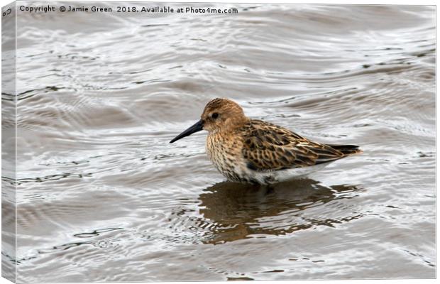 Dunlin Canvas Print by Jamie Green
