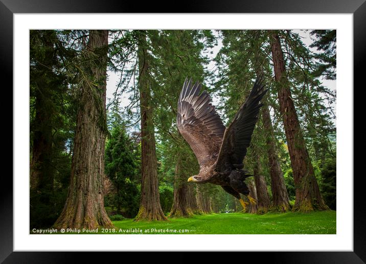 Golden Eagle and Giant Redwood Trees Framed Mounted Print by Philip Pound