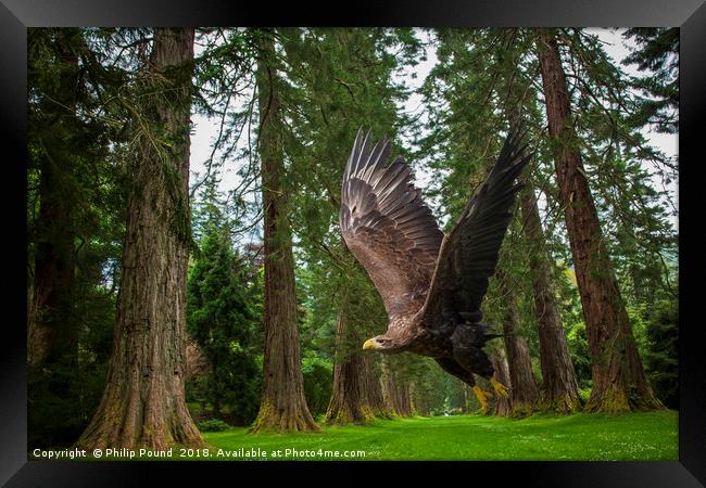 Golden Eagle and Giant Redwood Trees Framed Print by Philip Pound
