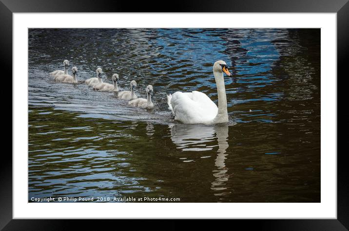 Mute Swan With Cygnets on Canal Framed Mounted Print by Philip Pound