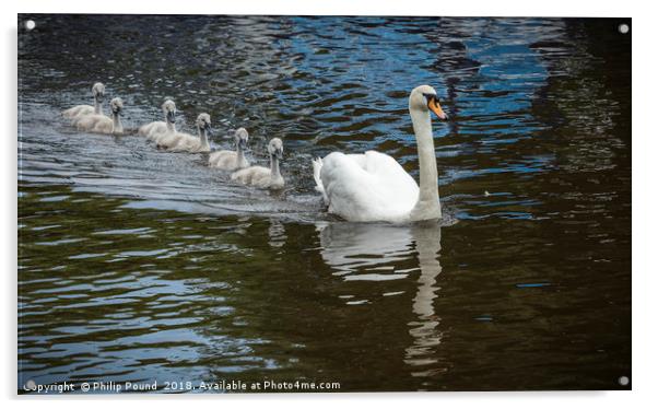 Mute Swan With Cygnets on Canal Acrylic by Philip Pound