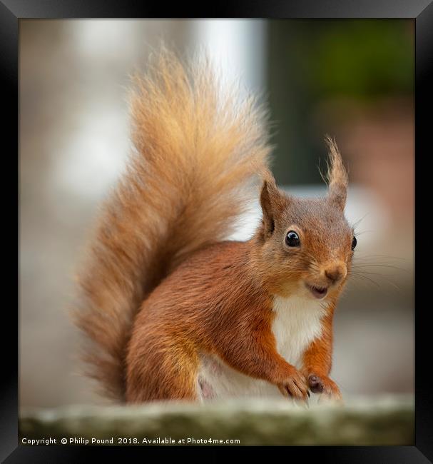 Red Squirrel Framed Print by Philip Pound