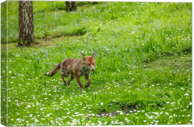 Fox in a meadow Canvas Print by Philip Pound