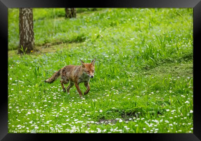 Fox in a meadow Framed Print by Philip Pound
