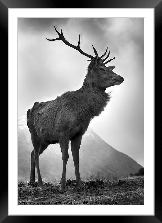 Highland Stag Framed Mounted Print by Alan Simpson