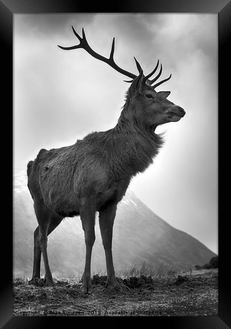Highland Stag Framed Print by Alan Simpson