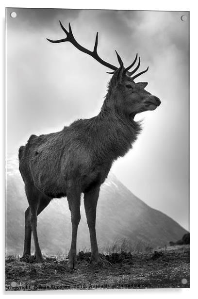 Highland Stag Acrylic by Alan Simpson