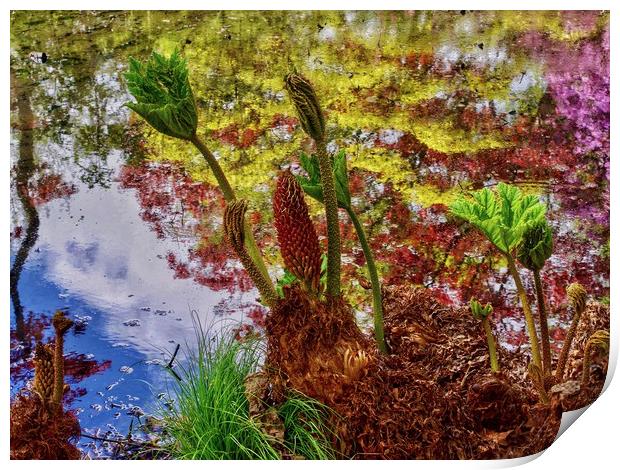 Gunnera  Print by Victor Burnside