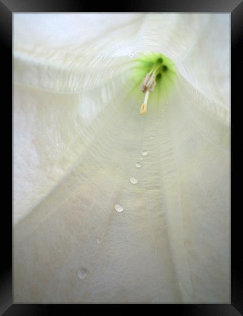 path of water droplets Framed Print by Heather Newton