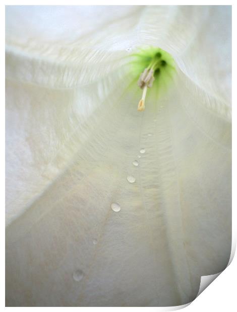 path of water droplets Print by Heather Newton