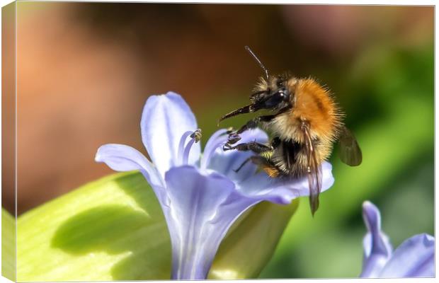 Sometimes even the busiest of bees have to relax!  Canvas Print by Gary Pearson