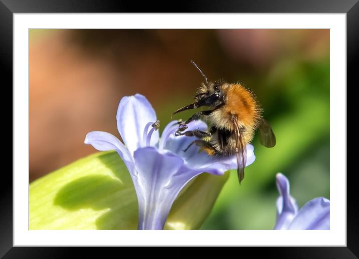 Sometimes even the busiest of bees have to relax!  Framed Mounted Print by Gary Pearson