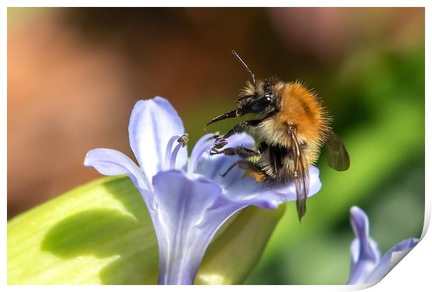 Sometimes even the busiest of bees have to relax!  Print by Gary Pearson