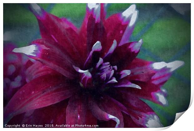 Red Dahlia on Silk Print by Erin Hayes