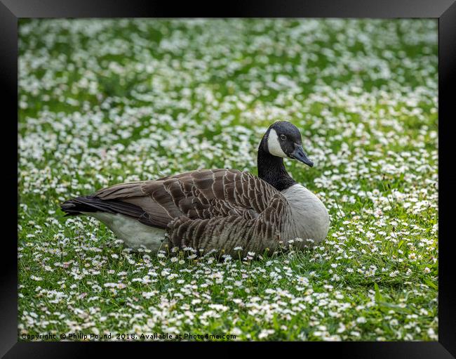 Canada goose sitting in a field of white daisies Framed Print by Philip Pound