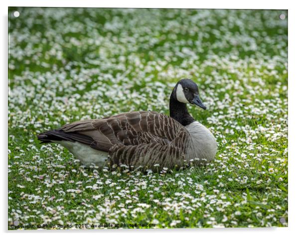 Canada goose sitting in a field of white daisies Acrylic by Philip Pound