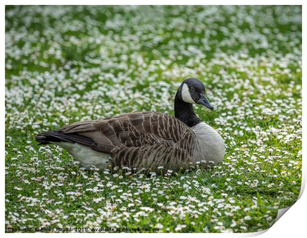 Canada goose sitting in a field of white daisies Print by Philip Pound