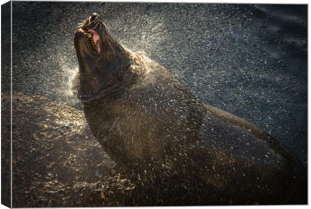 Harbour seal drying off in the setting sun Canvas Print by Childa Santrucek