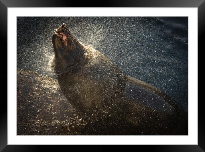 Harbour seal drying off in the setting sun Framed Mounted Print by Childa Santrucek