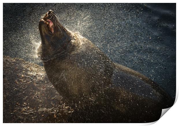 Harbour seal drying off in the setting sun Print by Childa Santrucek