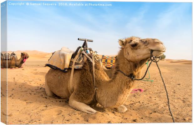Two Camels sitting in the Desert Canvas Print by Samuel Sequeira