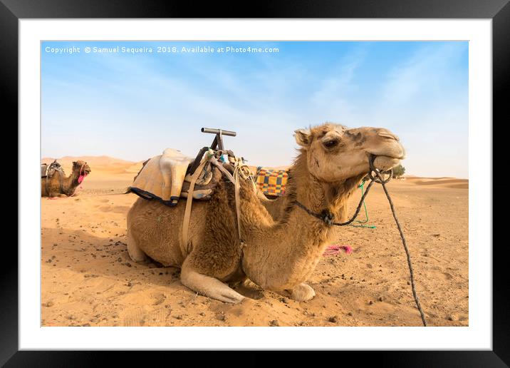 Two Camels sitting in the Desert Framed Mounted Print by Samuel Sequeira