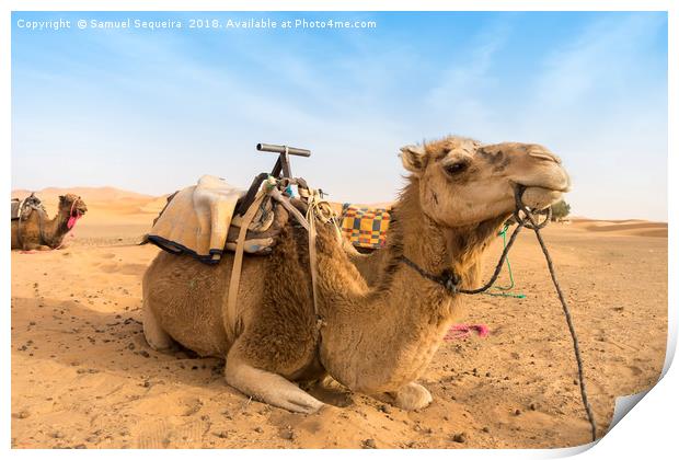 Two Camels sitting in the Desert Print by Samuel Sequeira