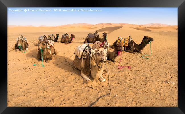  Camels resting in the  Desert   Framed Print by Samuel Sequeira