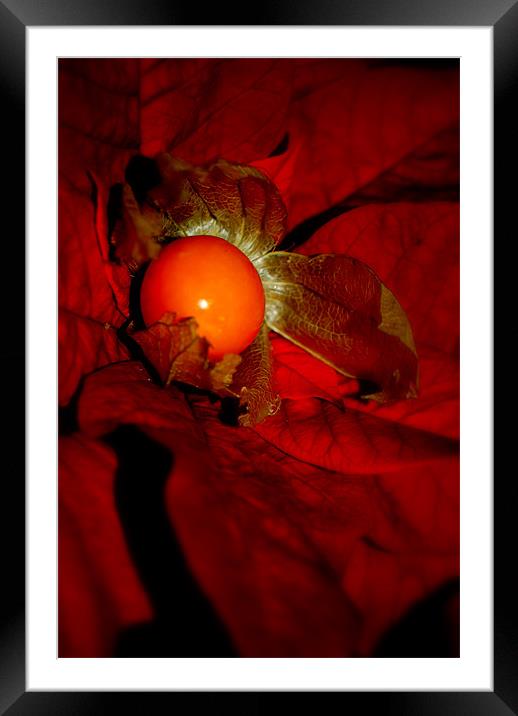 Physalis and Poinsettia Framed Mounted Print by Karen Martin