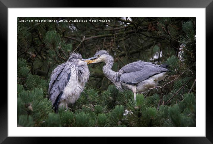 Bickering Chicks Framed Mounted Print by Peter Lennon
