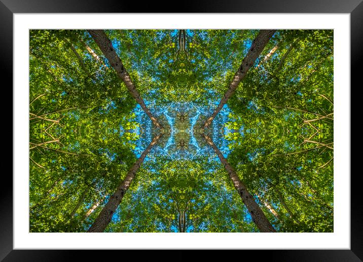Abstract Forest Framed Mounted Print by John B Walker LRPS