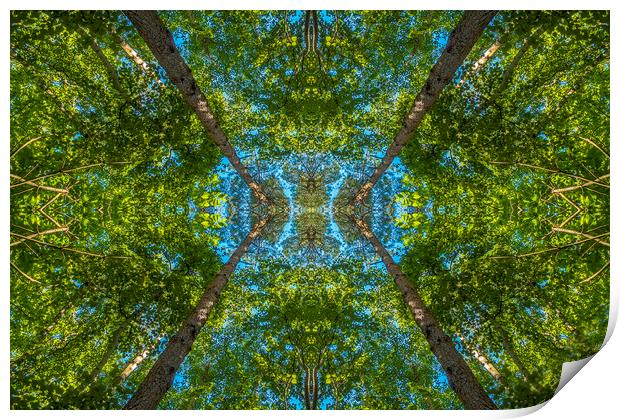 Abstract Forest Print by John B Walker LRPS