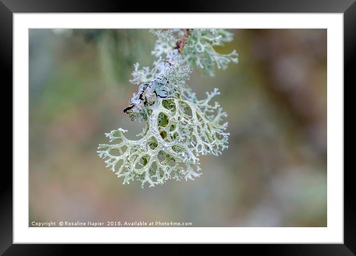 Coral like lichen Framed Mounted Print by Rosaline Napier
