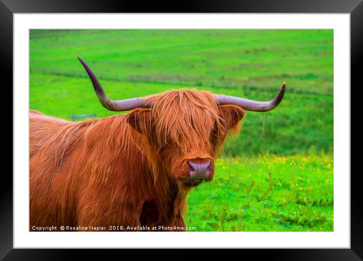 Highland Cow close up Framed Mounted Print by Rosaline Napier